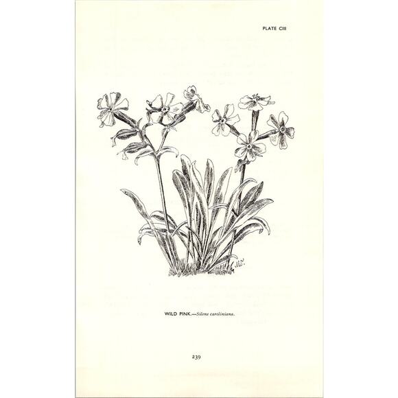 None and/or Unknown Other - Wild Pink Silene Caroliniana 1963 Wildflower Engraving SI14